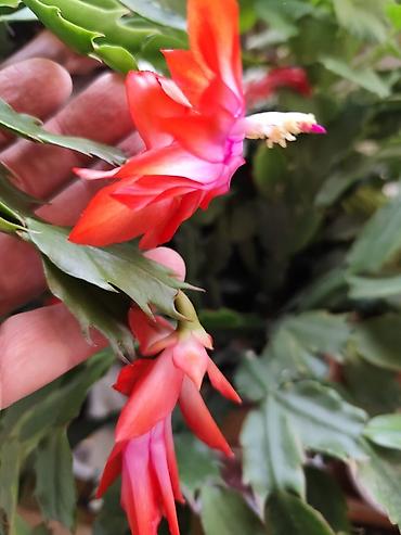 Хлорофитумы: Цветы от 150 сом, комнатные адаптированые. Алоэ Вера детки, Алоэ — 3