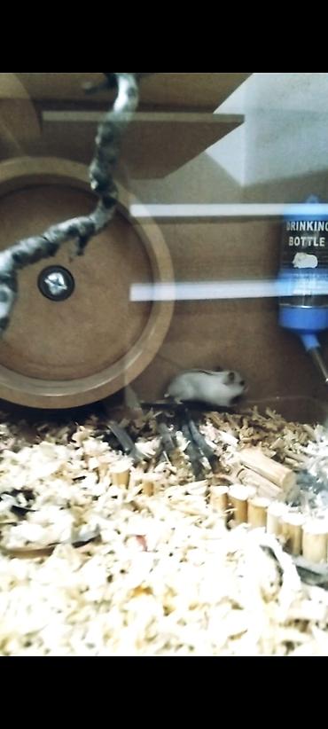 hamster qəfəsi: Hamsterlər və hamster evi satılır Bütöv əl işidir. Yaxşı vəziyətdədir — 3