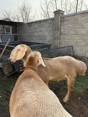 Баран, овца: Продаю | Баран (самец) | Арашан | Для разведения — 3