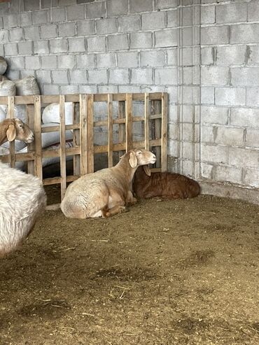 Бараны, овцы: Продаю | Овца (самка) | Арашан | Для разведения | Матка — 12