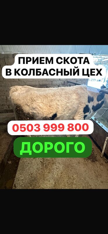 на ферме есть куры козлы и коровы: Куплю | Коровы, быки, Лошади, кони, Другие с/х животные | Круглосуточно, Любое состояние, Забитый