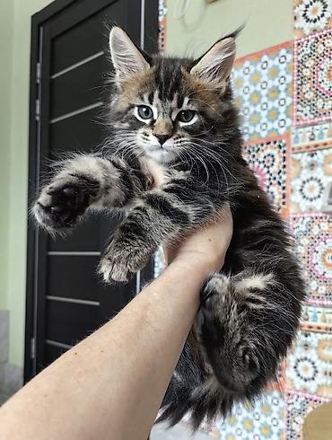 вислоухий кошка: МАЛЬЧИК МЕЙН-КУН 1,5 м Пушистый котёнок с выразительными глазами и — 1