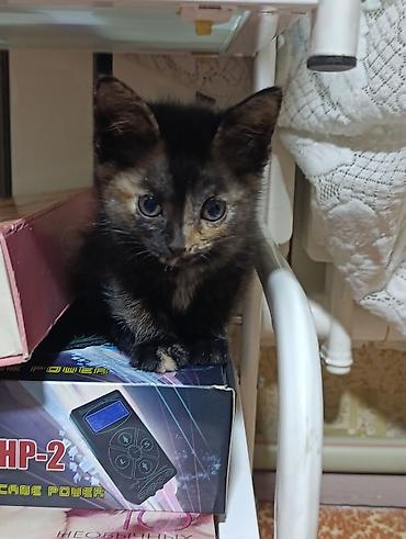 котенок отдам даром: Кошка даром: Беспородная, 1 месяц, Девочка, Приучена к лотку — 3
