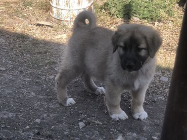 akita iti: Qurdbasar, 2 ay, Erkek, Ünvandan götürmə