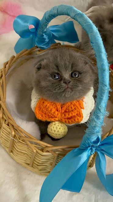 Pişiklər: Cins Paroda pişikləri. Şotland, Britan, Pers. Rəngləri də cür bə cür — 20