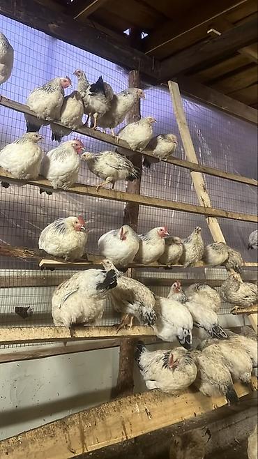 Продам с/х животных: Продаю | Куры | Домашняя | Для разведения — 1