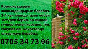 бар випс: Рассрочка жолу бар 3-6 ай ичинде төлөсөңүз болот.Короонуздун ичин — 3