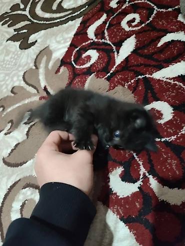 бесплатные котята: 3 месяца, Мальчик, Серый, Приучена к лотку, Проглистована — 4