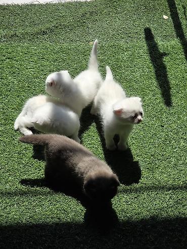 Кошки: Skotiş fold balaları – ağ və boz rənglərdə - Cins: Scottish Fold — 3