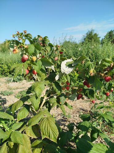 купить саженцы малины полька: Уруктар жана көчөттөр Малина, Акысыз жеткирүү, Өзү алып кетүү