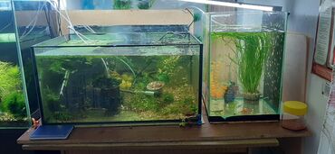 аквариум с рыбами: Аквариумы разные 100л 40л 30л со всеми причиндалами обогреватель