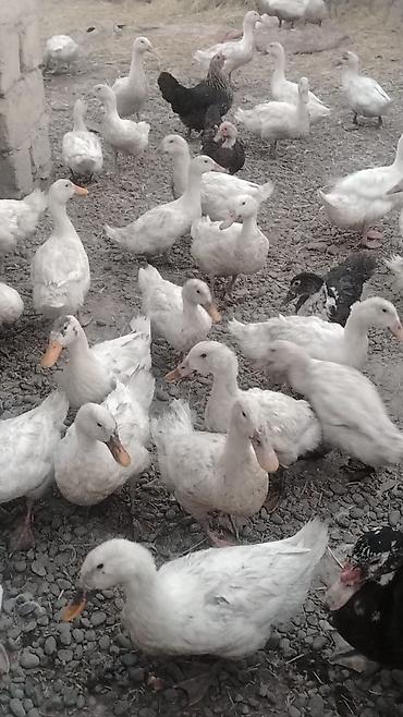 ordək balası və cucə: Satılır: ördək və muskovi ördək (hind-ördəyi) sürüsü - Növ: ağ yerli — 1