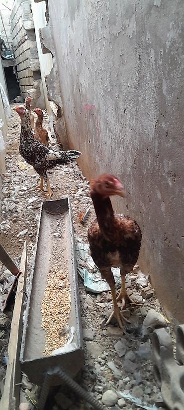 bildirçin əti satışı: Toyuq, Damazlıq, Ünvandan götürmə — 3