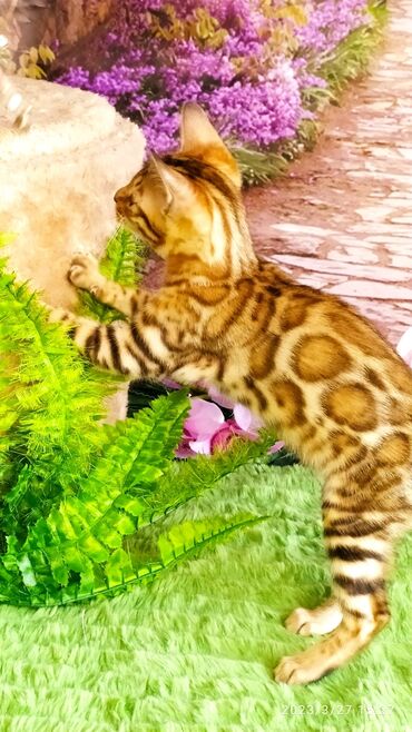 Продажа кошек: Друзья!! Проф питомник Бен Гла Мур Предлагает Шикарных элитных — 3