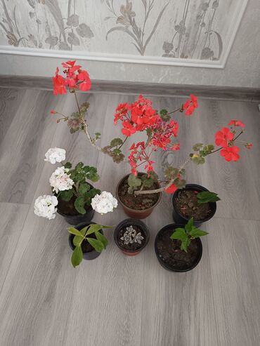 dekorativ bitkilər: Dəst 10 AZN