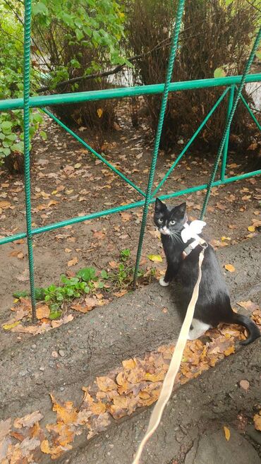 дом для кошек: Кошка девочка 1,5 а года, стерилизованная, домашняя. Отдам только в