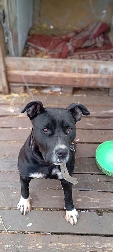 Продажа собак: Питбуль, 7 месяцев, Самка, С прививкой — 6