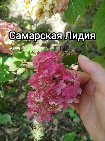 Саженцы