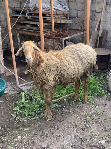 овцы дорпер в кыргызстане: Продаю | Овца (самка) | На забой, Для разведения, Для шерсти