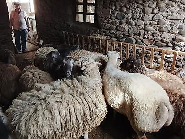 anqus dana satışı: Gəncədə toya nişana qurbanlıq üçün hər cür quzularimiz var yaxşı — 3