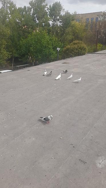 goyercin damı: Tutulma quslardi ciddi insanlar narahat etsin.tek tek — 2