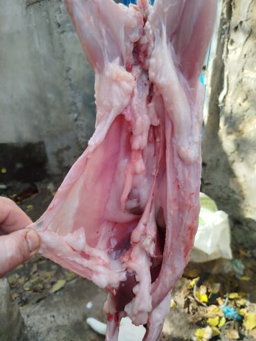 Ət: Dovşan eti halal kesilmiş halal ceki 1 ededi gelir 1k.800q. 1k.500q -da lalafo.az — 29 Ət: Dovşan eti halal kesilmiş halal ceki 1 ededi gelir 1k.800q. 1k.500q — 29