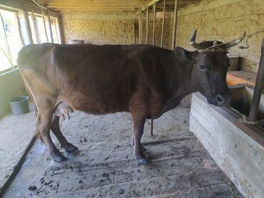 животные карова: Продаю | Корова (самка) | На откорм, Для разведения, Для молока | Не стельные