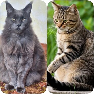 сиамская длинношерстная кошка: Кошка даром: Мейн-кун, 3 месяца, Мальчик, Метис, Приучена к лотку, Проглистована