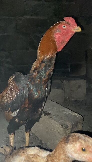 Heyratı yumurtası Cinsi şamo 12 ədəddi Xoruz 93 sm 4.5 kq Toyuq 82