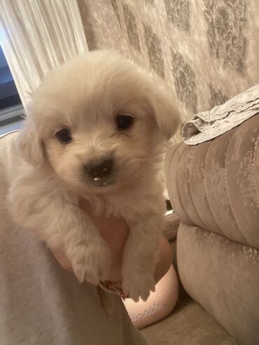 İtlər: Labrador-retriver, 1 ay, Erkek, Pulsuz çatdırılma