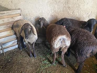 Продам с/х животных: Продаю | Ягненок, Баран (самец) | Полукровка, Эдильбаевская, Арашан | На забой, Для разведения | Осеменитель, Ярка — 4