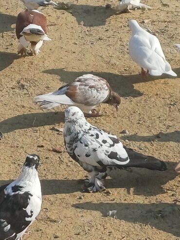 Göyərçinlər: Məhsul: Göyərçin sürüsü Təsvir: - Şəkillərdə müxtəlif rəng və — 12