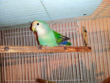 Digər quşlar: Nerazlucnik fişer ayrilmazlar maskvıy deyillər cütdu satılır hazır — 5