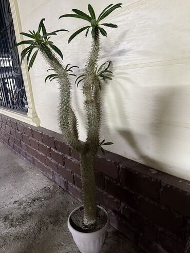 флипчарты флипчарт с дополнительными планками: 🌵 Продаётся декоративный кактус – Пахиподиум ламерский (Pachypodium