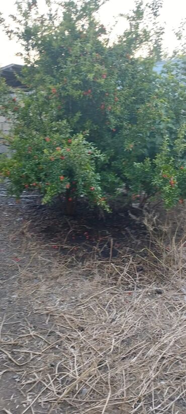 Həyət evləri və villaların satışı: 3 otaqlı, 120 kv. m, Kredit yoxdur, Orta təmir -da lalafo.az — 13 Həyət evləri və villaların satışı: 3 otaqlı, 120 kv. m, Kredit yoxdur, Orta təmir — 13