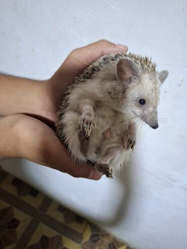 Gəmiricilər: Afrika cırtdan kirpisi (hedgehog) - Növ: Afrika cırtdanı (pet kimi — 5