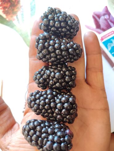 Фрукты и ягоды: Лохнесс. Саженцы безшипной ежевики (ежемалины). Сорт урожайный — 7