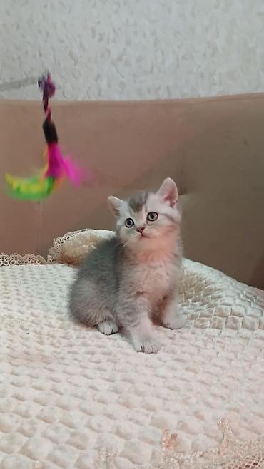 Pişiklər: Britan — 10