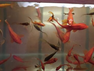 Akvariumlar: Qızıl balıq