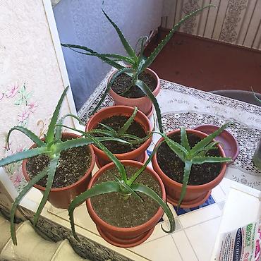 Алоэ: АЛОЭ Древовидные ("Столетники"). Возраст: от 3 лет и больше — 18