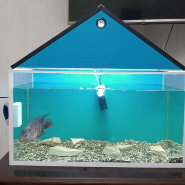 Akvariumlar: Продам аквариум, ширина 76 см, высота 40 см,100 л. рабка в подарок