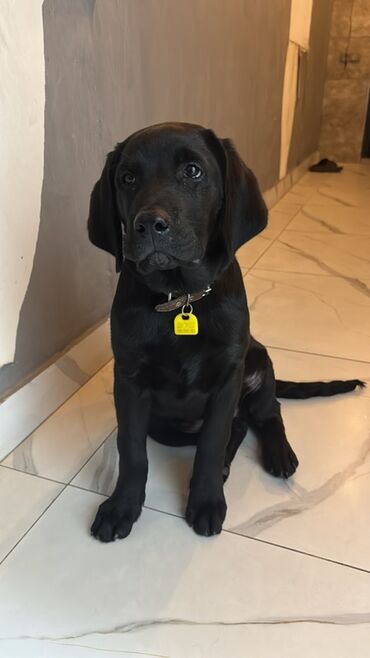 охотничий сабака: Лабрадор-ретривер, 5 айлык, Эркек