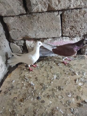 Göyərçinlər: Tam sağlam heyvanlardi tutulmalardi — 5