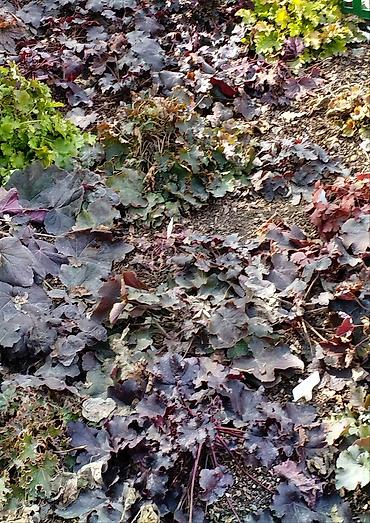 Другие садовые цветы и кустарники: Продаю гейхеру. В коллекции более 80 сортов. Звоните по тел. Вацап — 31