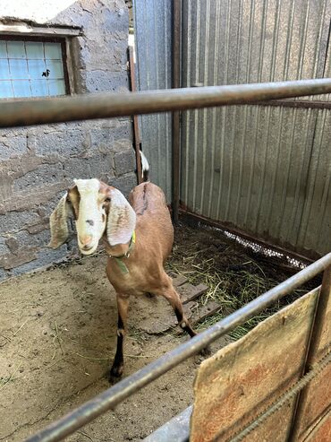 козу гриль кара балта: Продаю козу,первый окот был 12.05.24