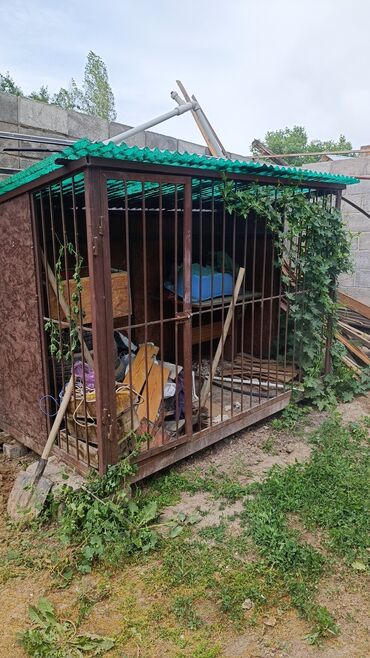 кой айдаган ит: Алабай, 11 айлык, Эркек, Ит тегин тастыктоочу документ