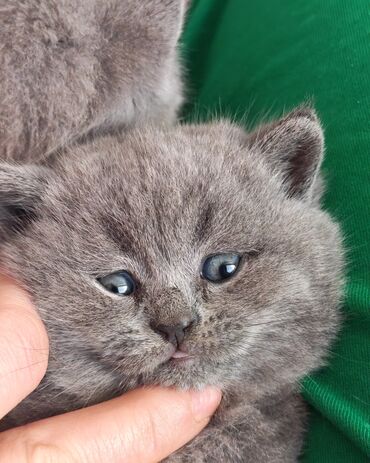 Pişiklər: Şotland — 15