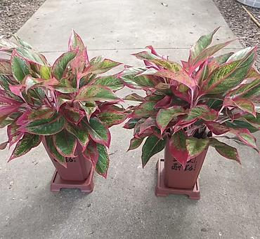 света диот: Аглаонема Red/“Красная” (Aglaonema sp., пестролистная форма) - Яркий — 3