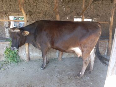 Коровы, быки: Продаю | Корова (самка), Тёлка | Швицкая | Для молока