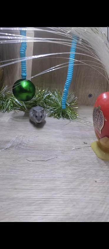 mini led: Məhsul: Dekorativ işıqlı akvarium/teraryum vitrin-kabinəsi Təsvir: - — 5